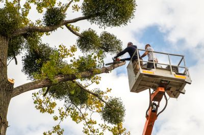 Tree Trimming
